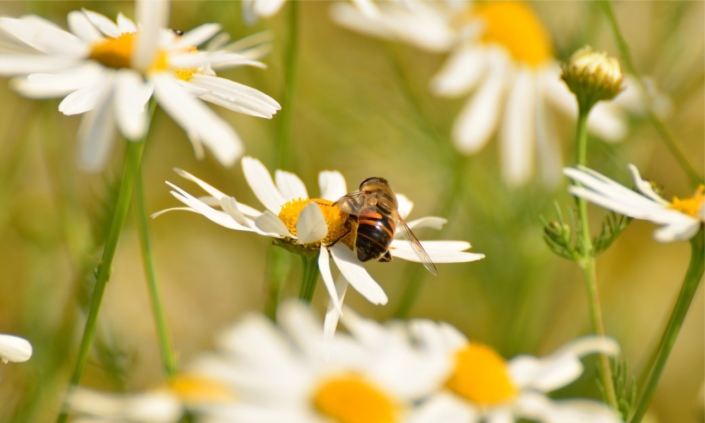 Pflanzenheilkunde Pflanzenheilkunde